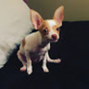 Meet your Posher, Dylan